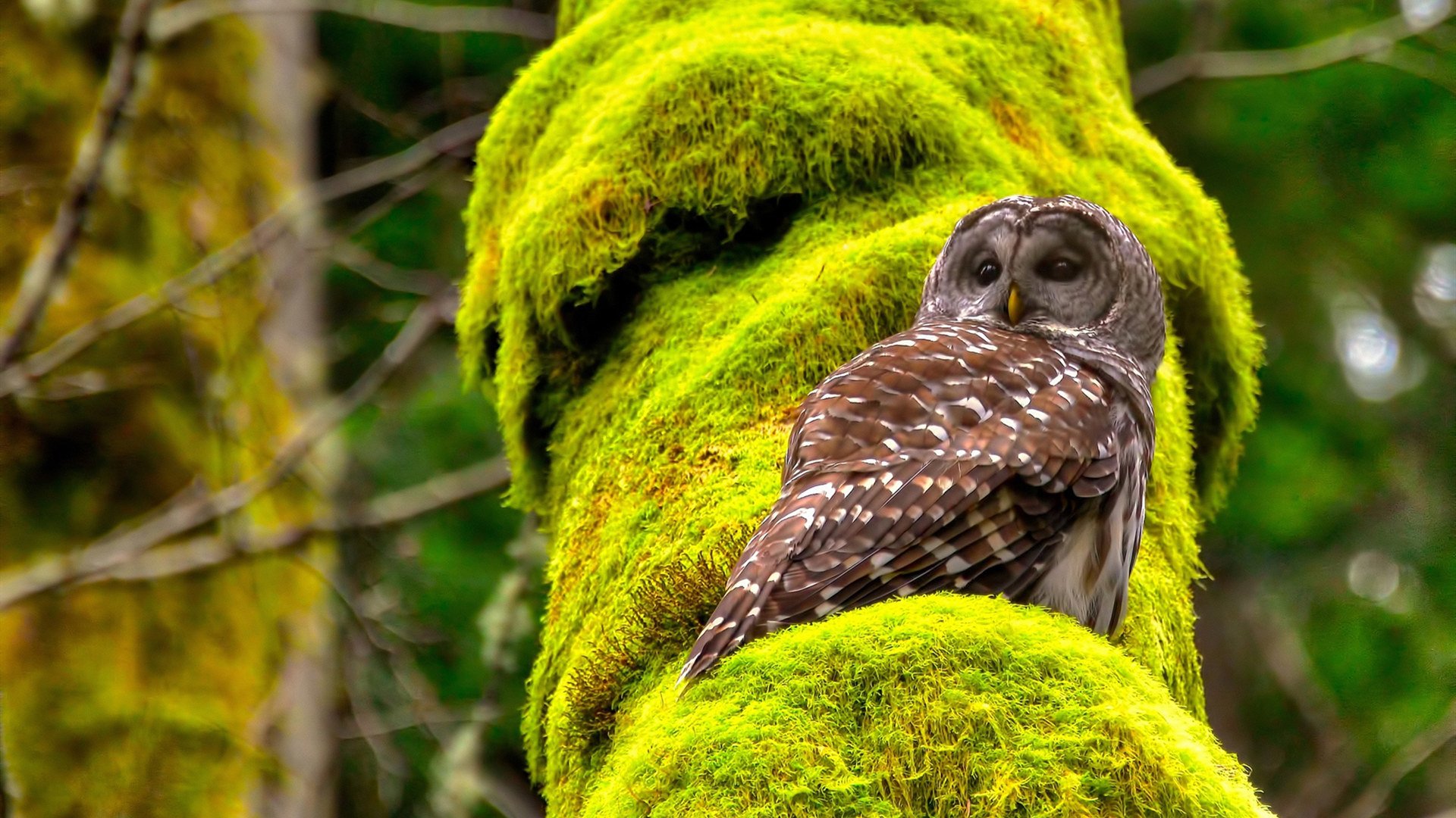 2020年NBA复赛:库里复出表现抢眼,带领勇士冲进季后赛圈层,展现恢弘力量