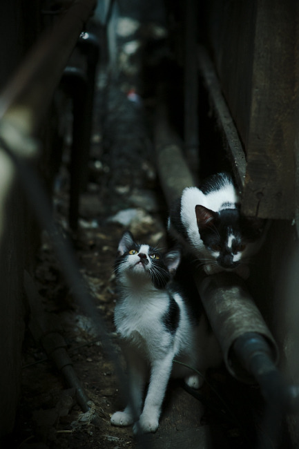 -_未来极限赛车：绿色科技引领新纪元_，未来赛车图片