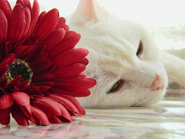 -_未来运动科技展：创新引领体育新时代_，未来体育发展