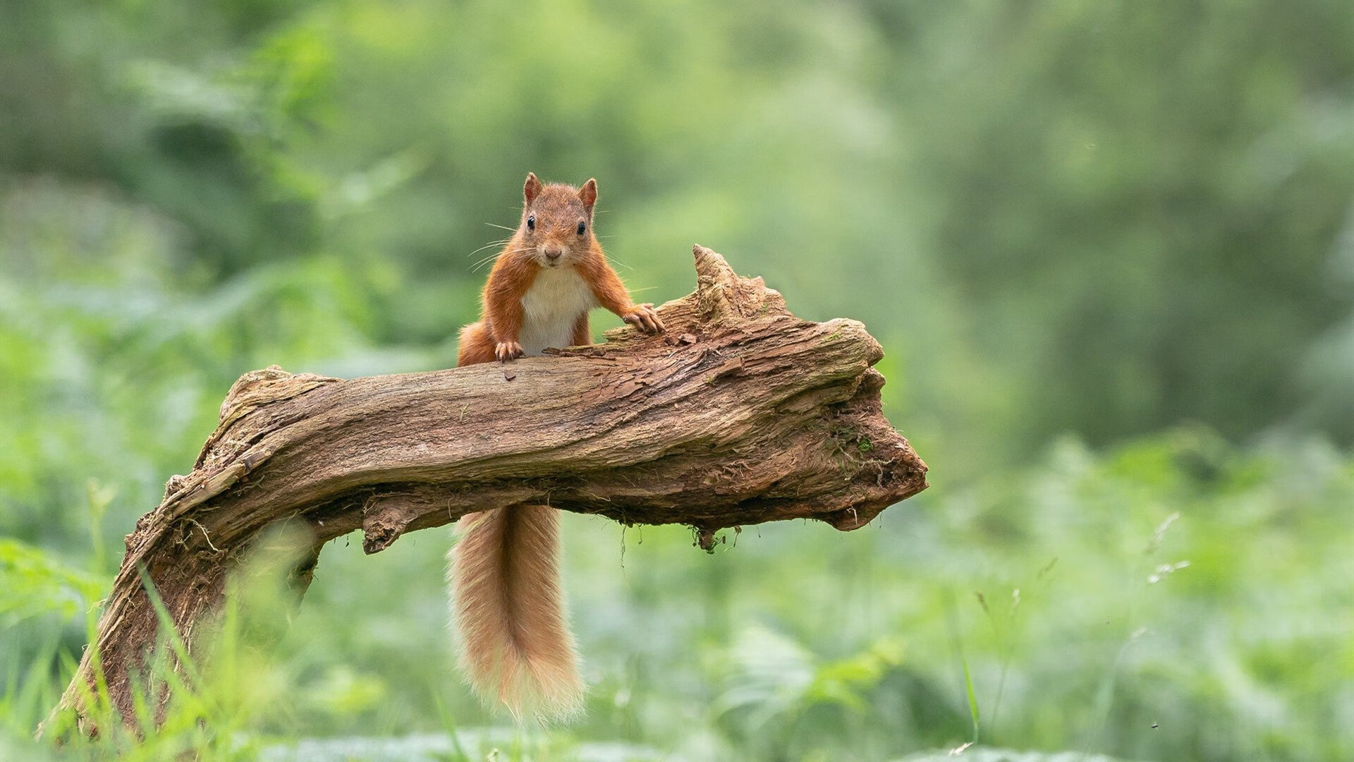 “战术创新:联盟中最具突破性的打法解析”,联盟突破最强的球员