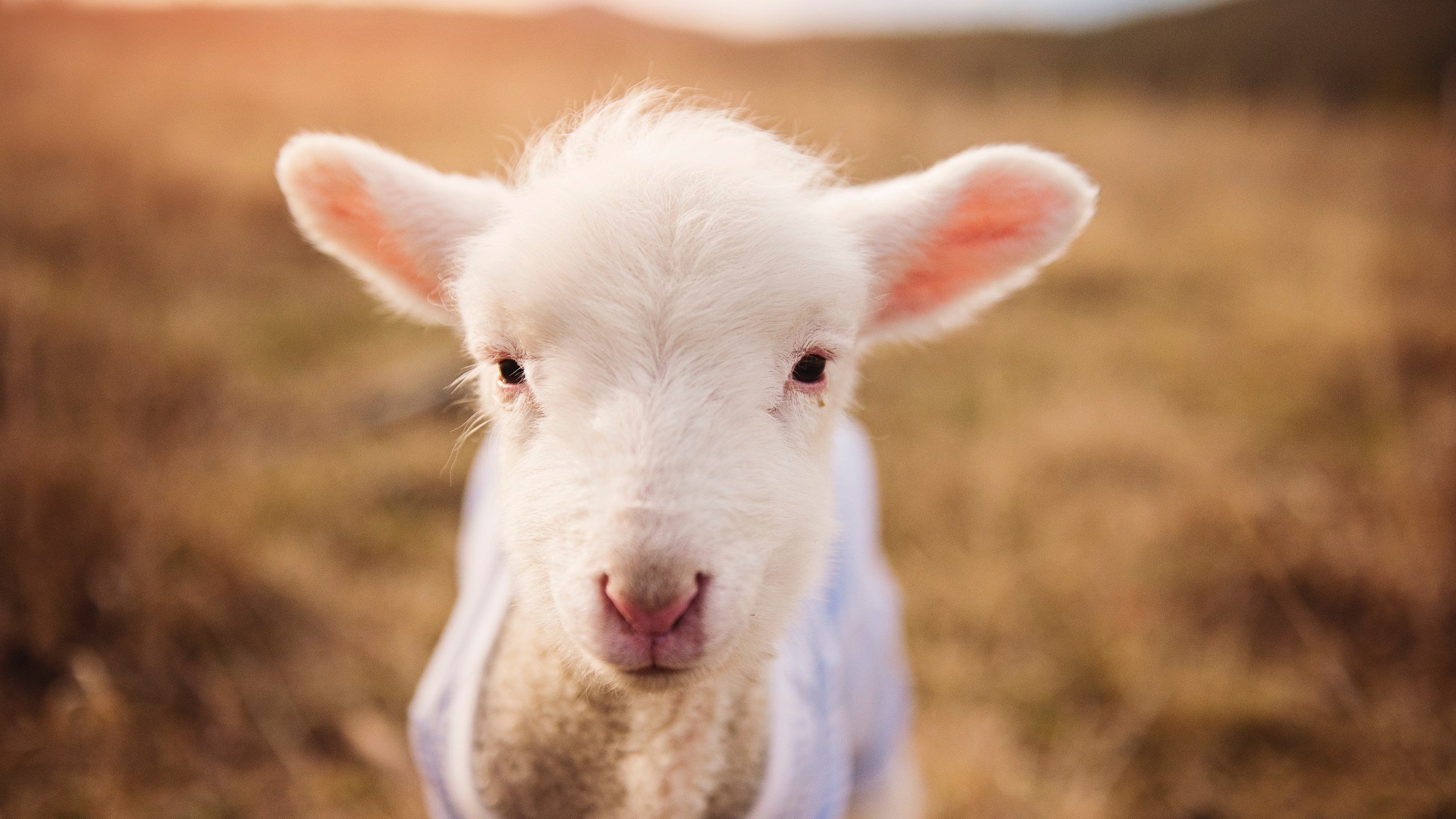 九游网页版官网入口-【青训秘籍】丁俊晖：年轻选手如何模仿冠军训练？，运动员丁俊晖