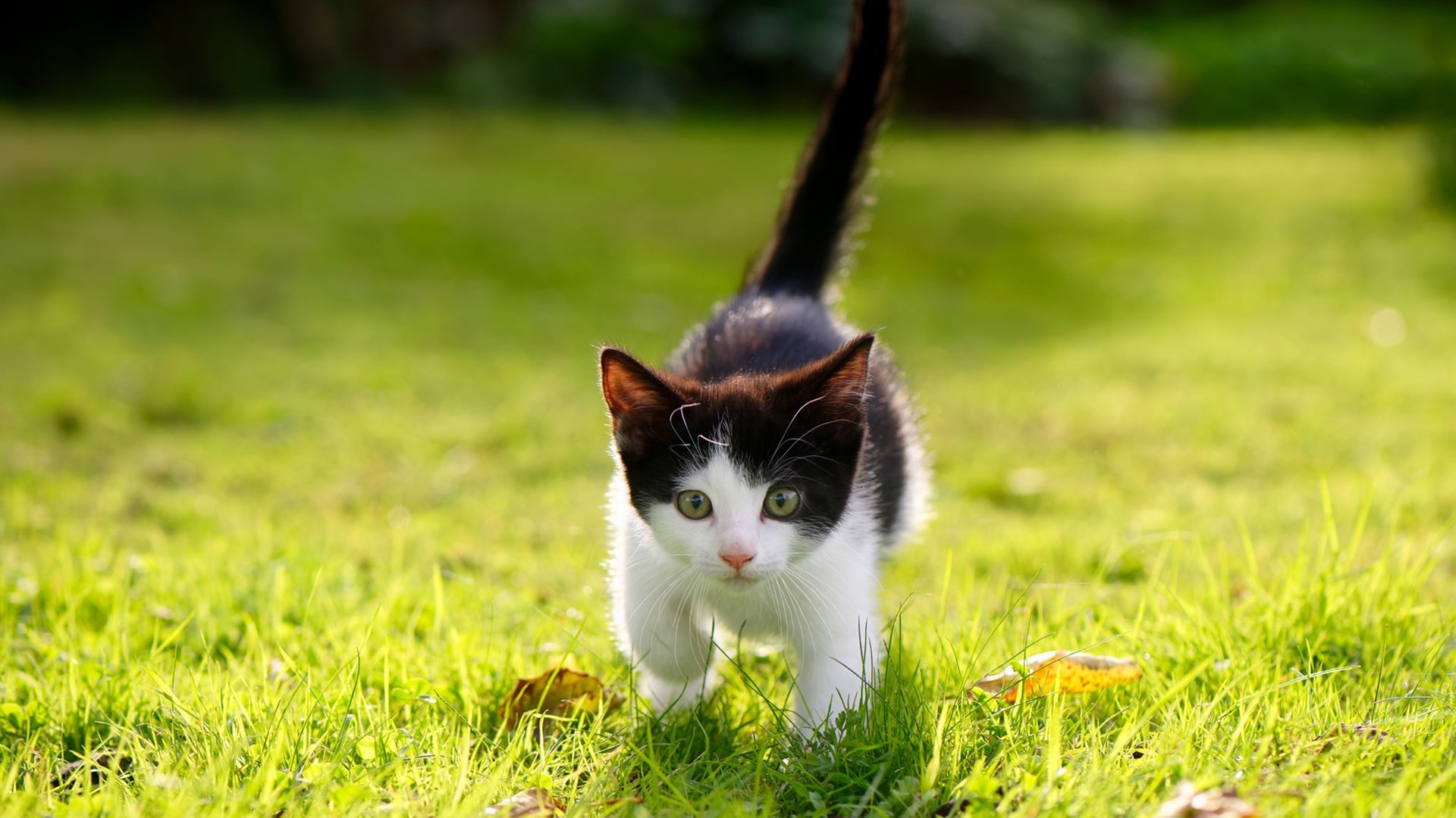 九游游戏中心官网-主场不胜！法国球迷陷入沉默，法国球迷哭了