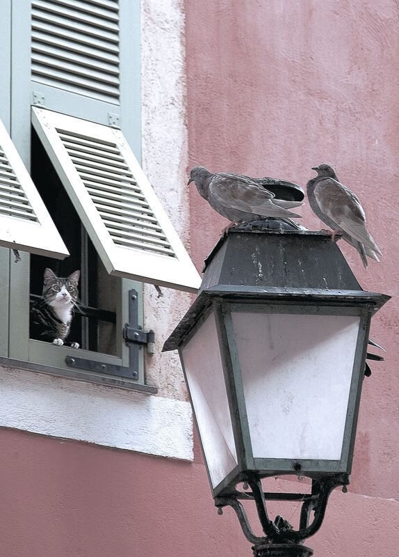 德甲:多特逆转战胜勒沃库森,争夺关键三分,多特对阵勒沃库森