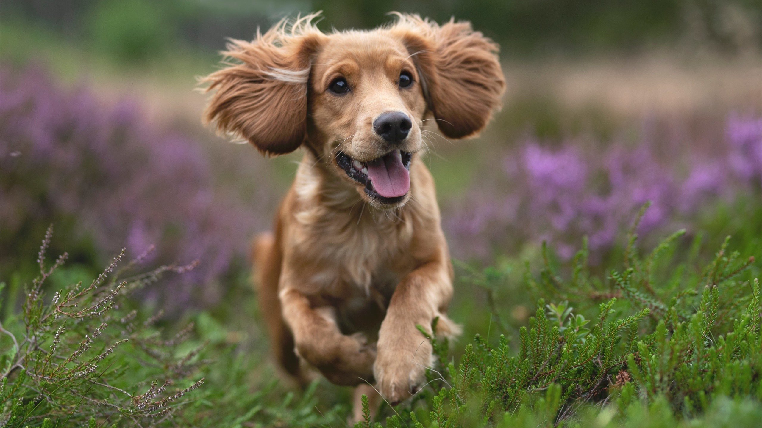 英超:曼联3-2惊险逆转切尔西,C.朗格拉姆双响球,英超第33轮_曼联五年首胜切尔西 冠军争夺悬念重启