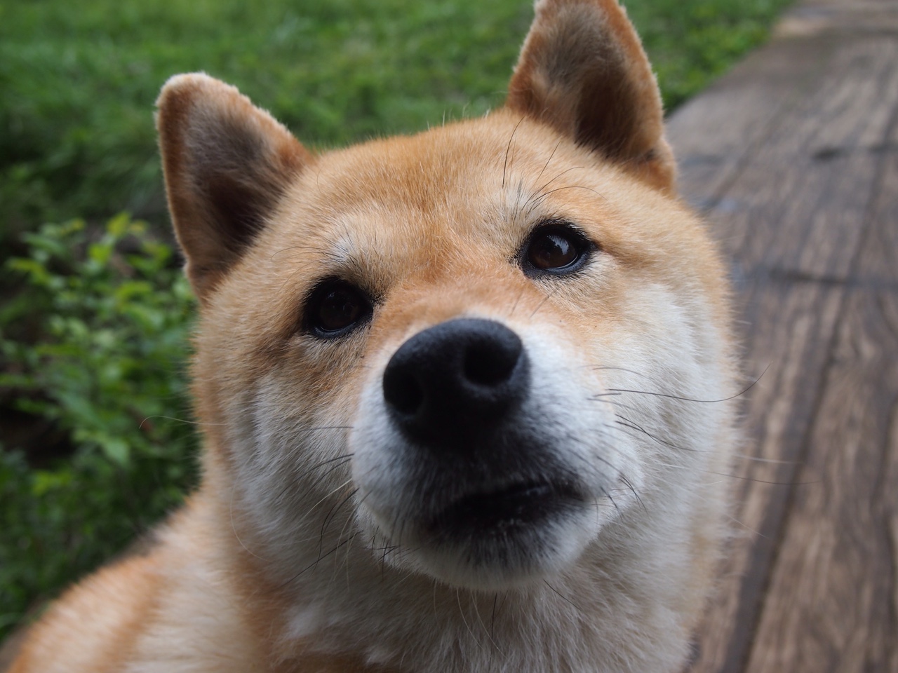 九游电脑版-勇士完封森林狼，关键一役中库里双手暴扣点燃全场，勇士森林狼2021