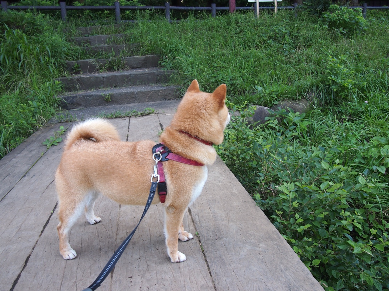 尼姆主场逆转斯特拉斯堡,取得胜利,尼姆主场逆转斯特拉斯堡,取得胜利了吗