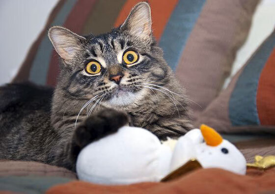 九游（jiuyou.com）游戏-是否应成立专门机构负责归化政策评估，是否应成立专门机构负责归化政策评估工作室