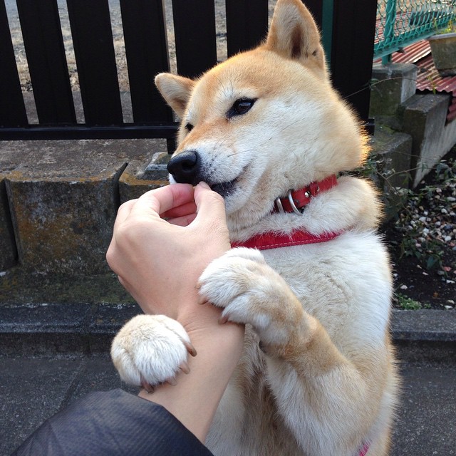 JIU YOU GAME-欧洲足坛豪强交手，胜负难料的对决即将开始，欧洲足坛国家队传统豪强