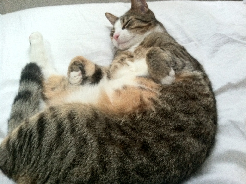 九游网-狼队是否已找到适合英超的踢法风格，英超狼队qg