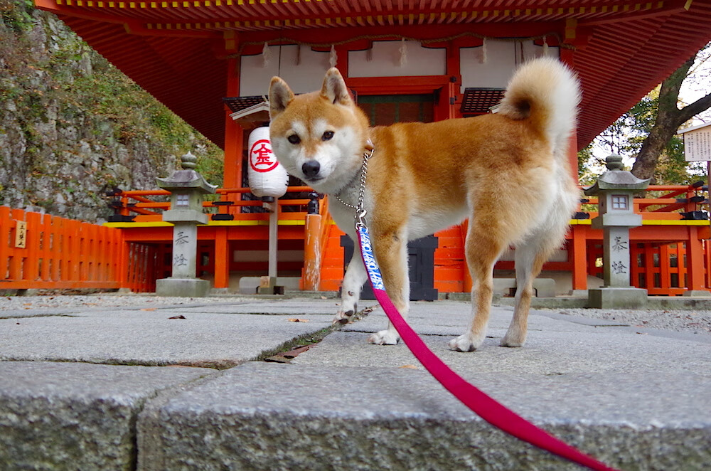 九游网游官网-电竞职业选手压力管理与赛后心理恢复系统研究，电子竞技比赛的心理调控方案