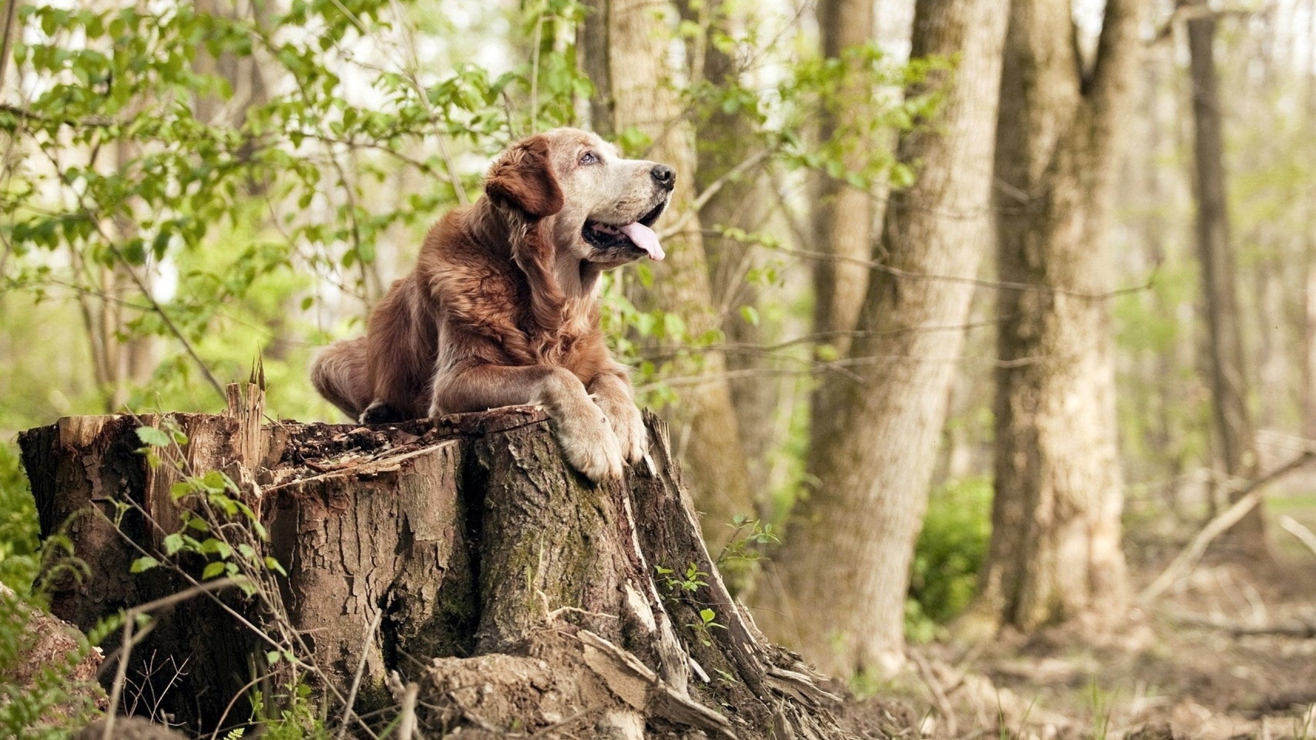 红魔星光:比利时足球女将与西班牙会师,比利时足球新星