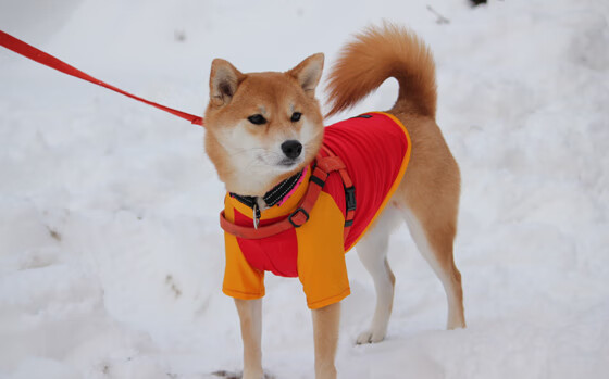 九游游戏中心官网-英雄本色，关键时刻胜负由此决定！，英雄本色成就了谁