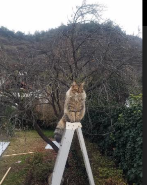 阿根廷国家队在洛杉矶观看湖人比赛,备战与哥斯达黎加的友谊赛