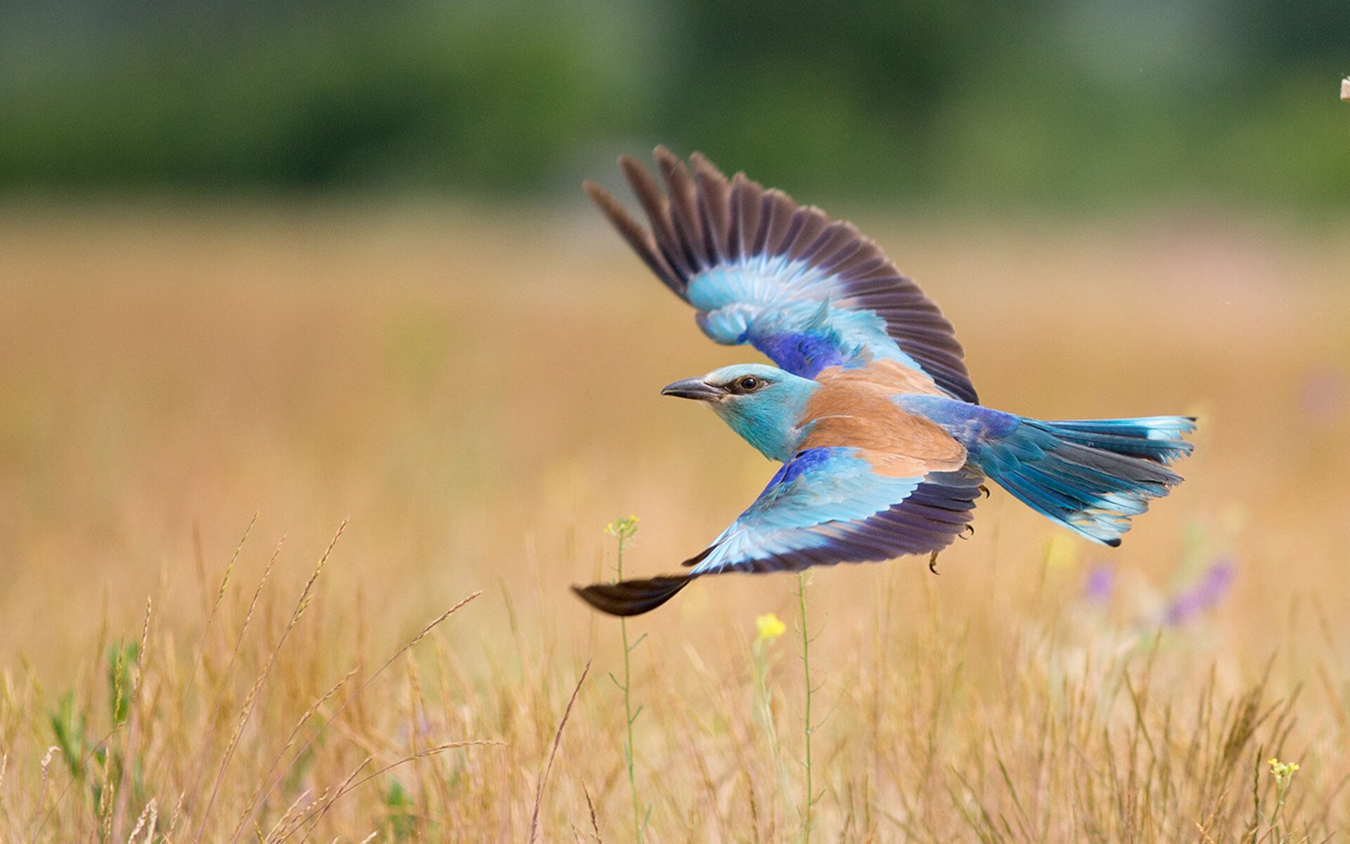 马赛效力中卫安德烈维拉尤临赛季绝对暂停，安德烈维拉装饰艺术