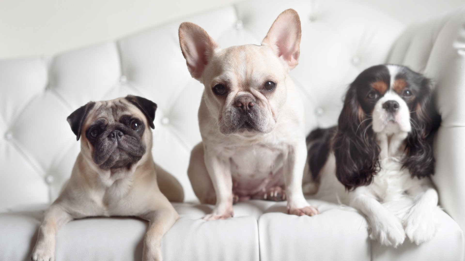 英超球队通过高强度间歇训练提升球员耐力表现,英超球员体能