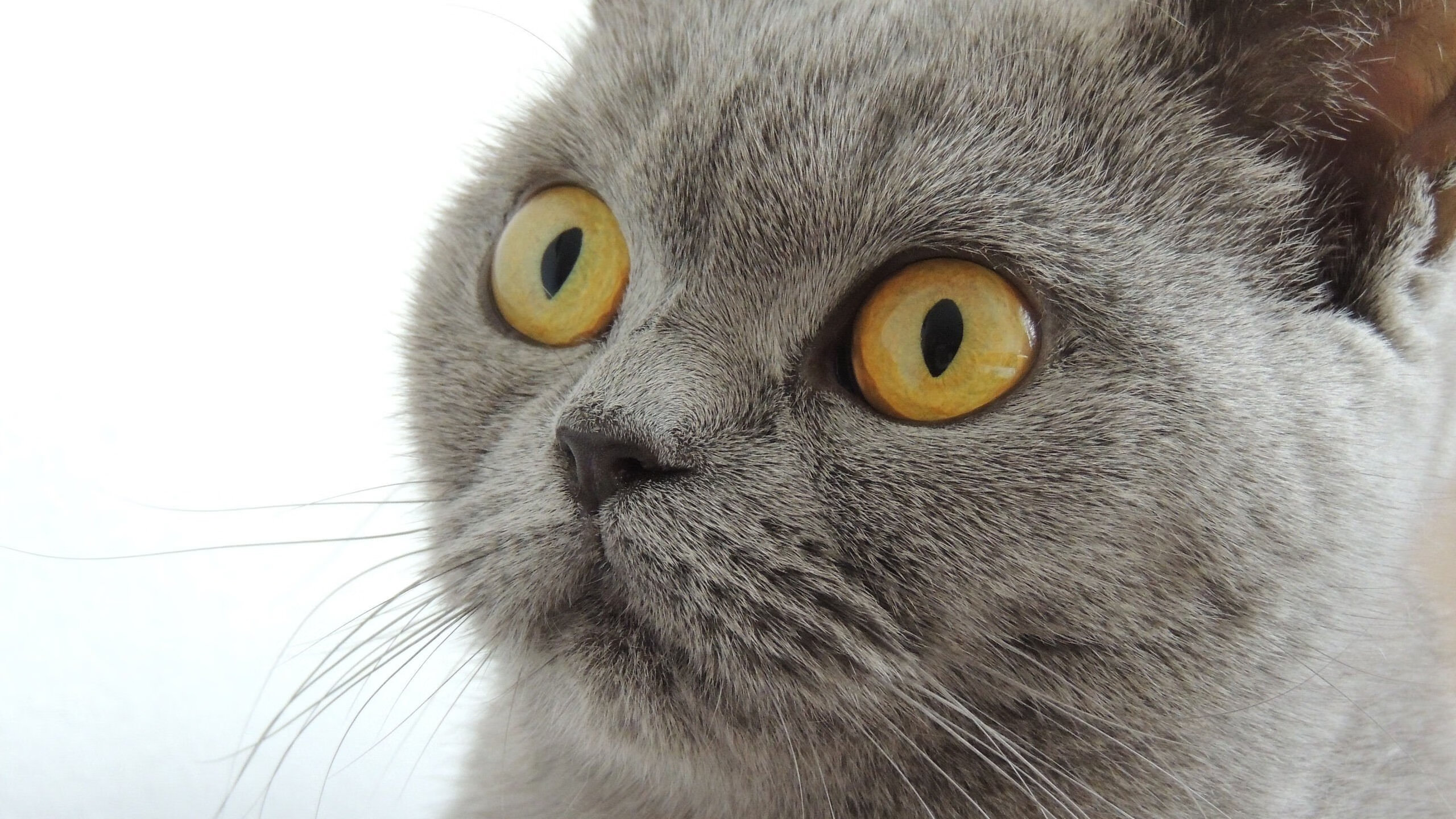 全运会赛事筹备步入关键阶段,全运会已开赛项目