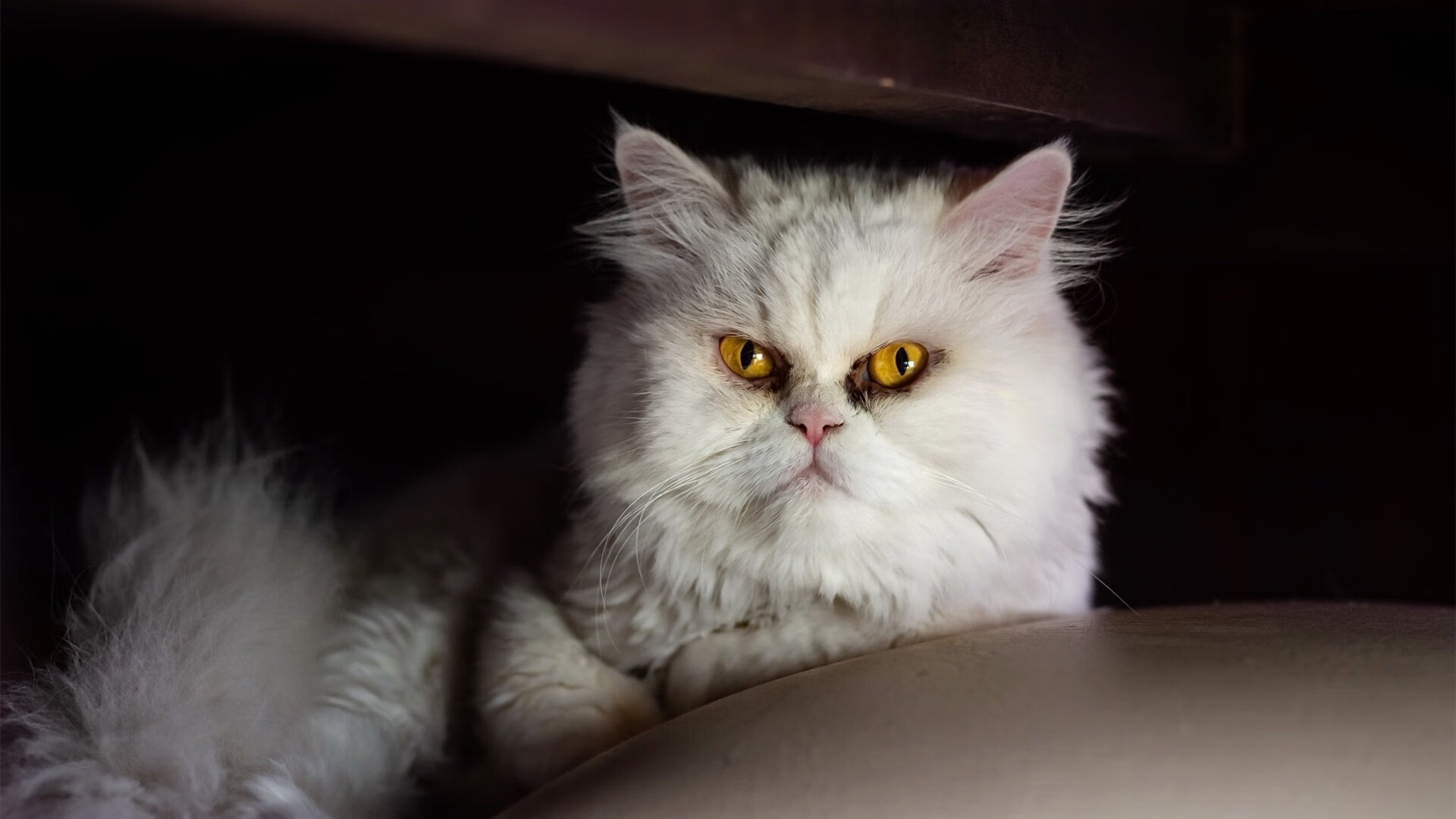 日本队在亚洲杯表现优异，誓夺冠军