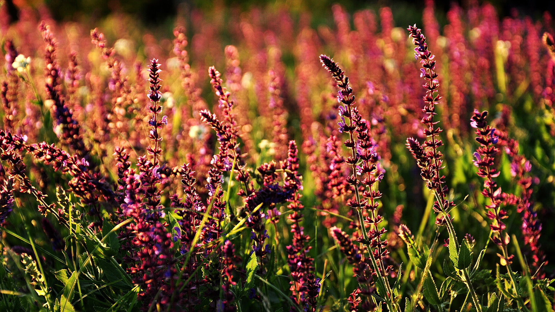 欧洲杯赛程公布,豪门对决精彩纷呈,欧洲杯赛程公布,豪门对决精彩纷呈是哪一期