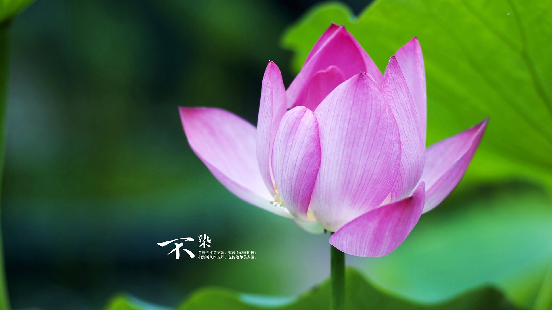 九游网游官网-苏炳添发布自传记录奋斗故事，苏炳添励志故事简介